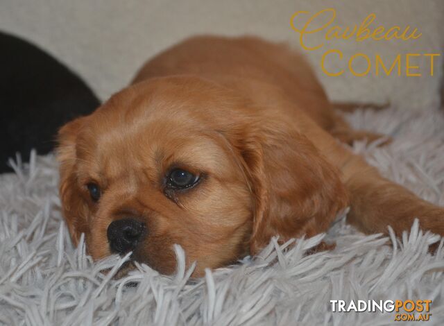 Ruby Cavalier King Charles Spaniel Puppies