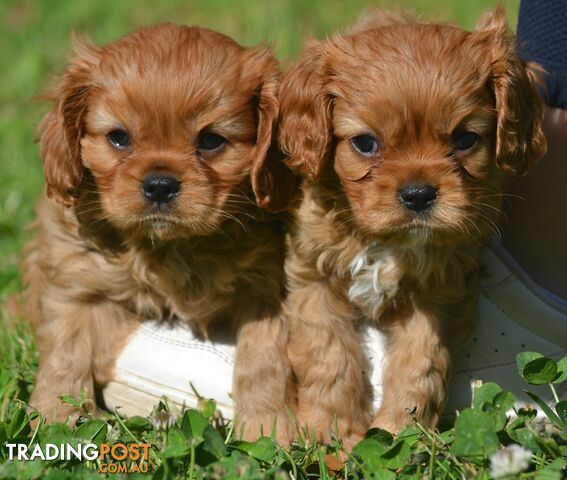 Cavalier King Charles Spaniel Registered Dogs Vic Puppies