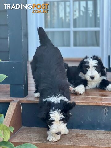 Smithfield puppies