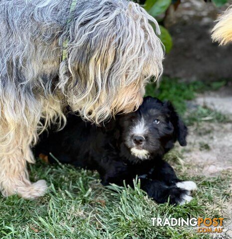 Smithfield puppies