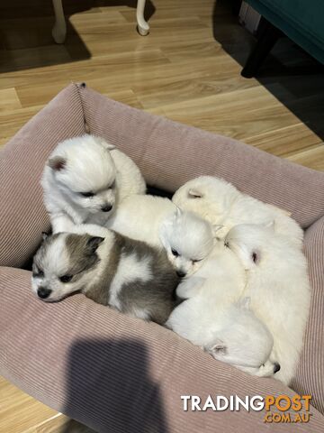 Our Pomeranian/ Japanese Spitz Puppies are for Sale