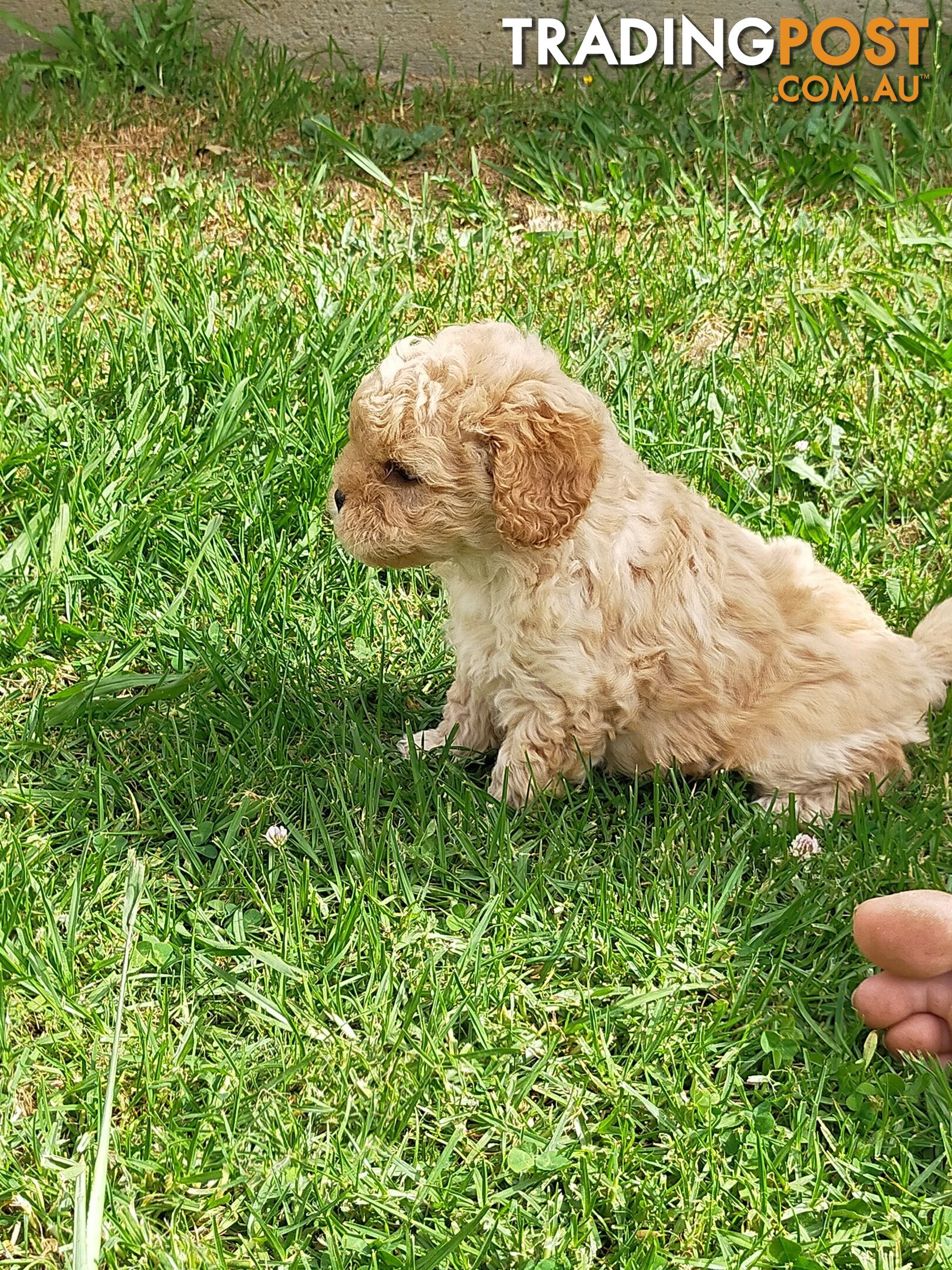 Gorgeous Cavoodle Puppies