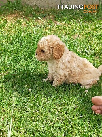 Gorgeous Cavoodle Puppies