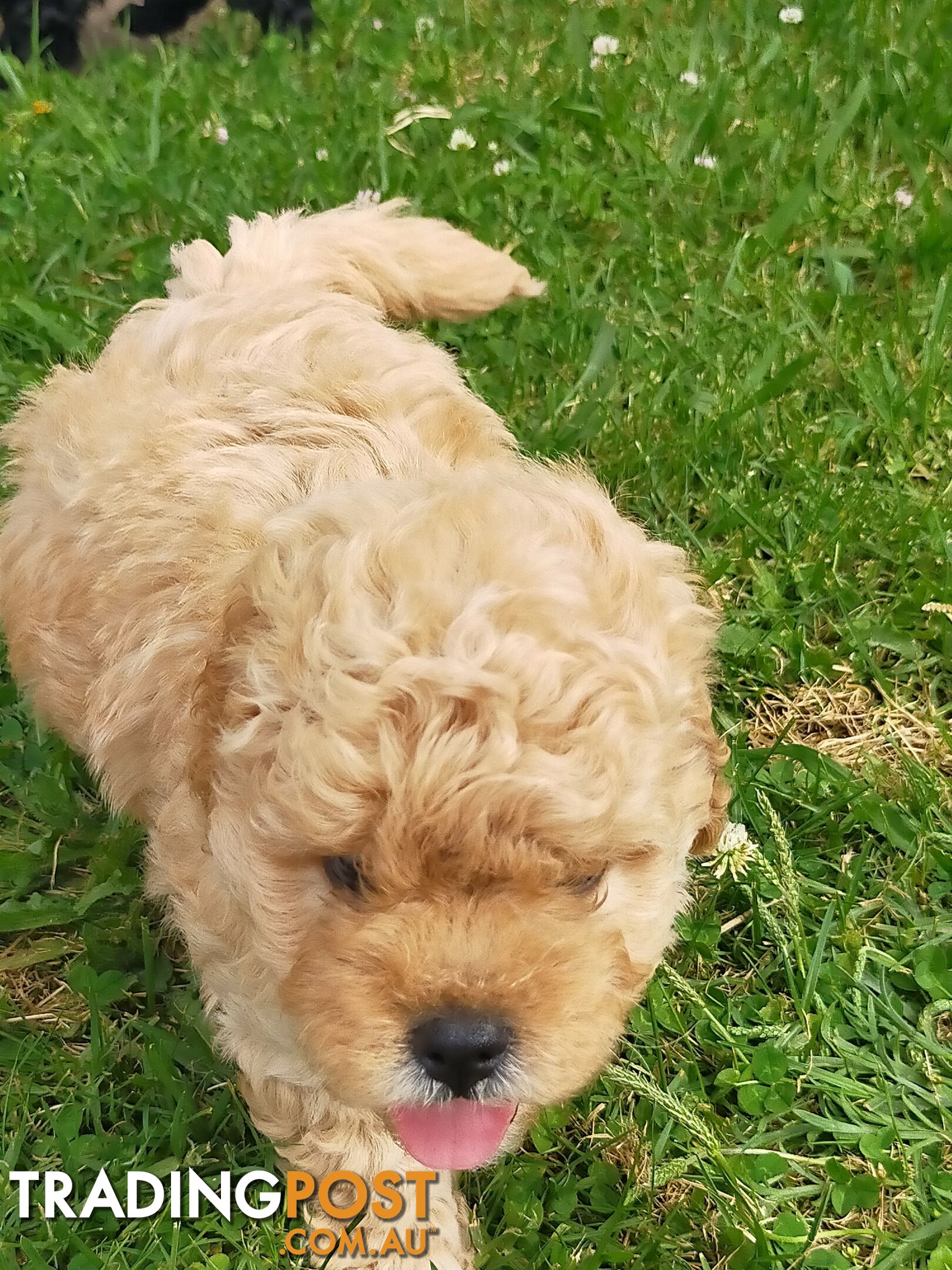 Gorgeous Cavoodle Puppies