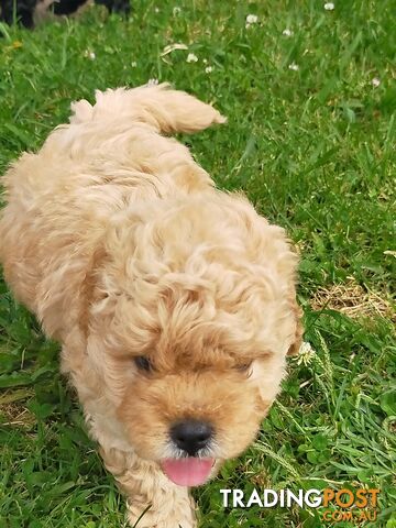 Gorgeous Cavoodle Puppies