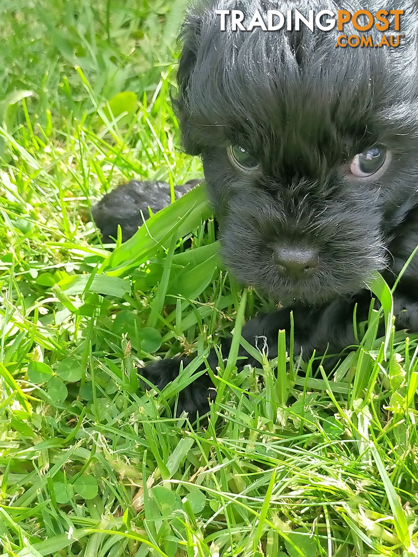 Gorgeous Cavoodle Puppies