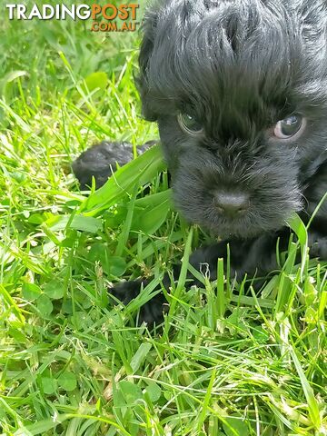 Gorgeous Cavoodle Puppies