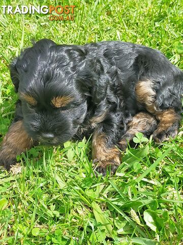 Gorgeous Cavoodle Puppies