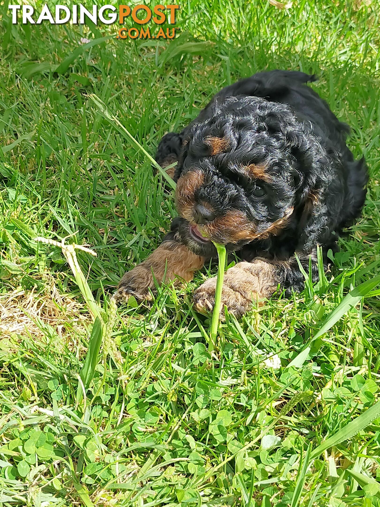 Gorgeous Cavoodle Puppies