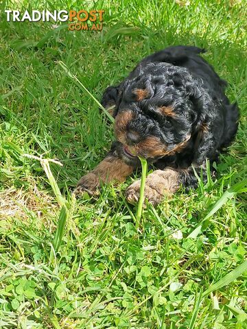 Gorgeous Cavoodle Puppies