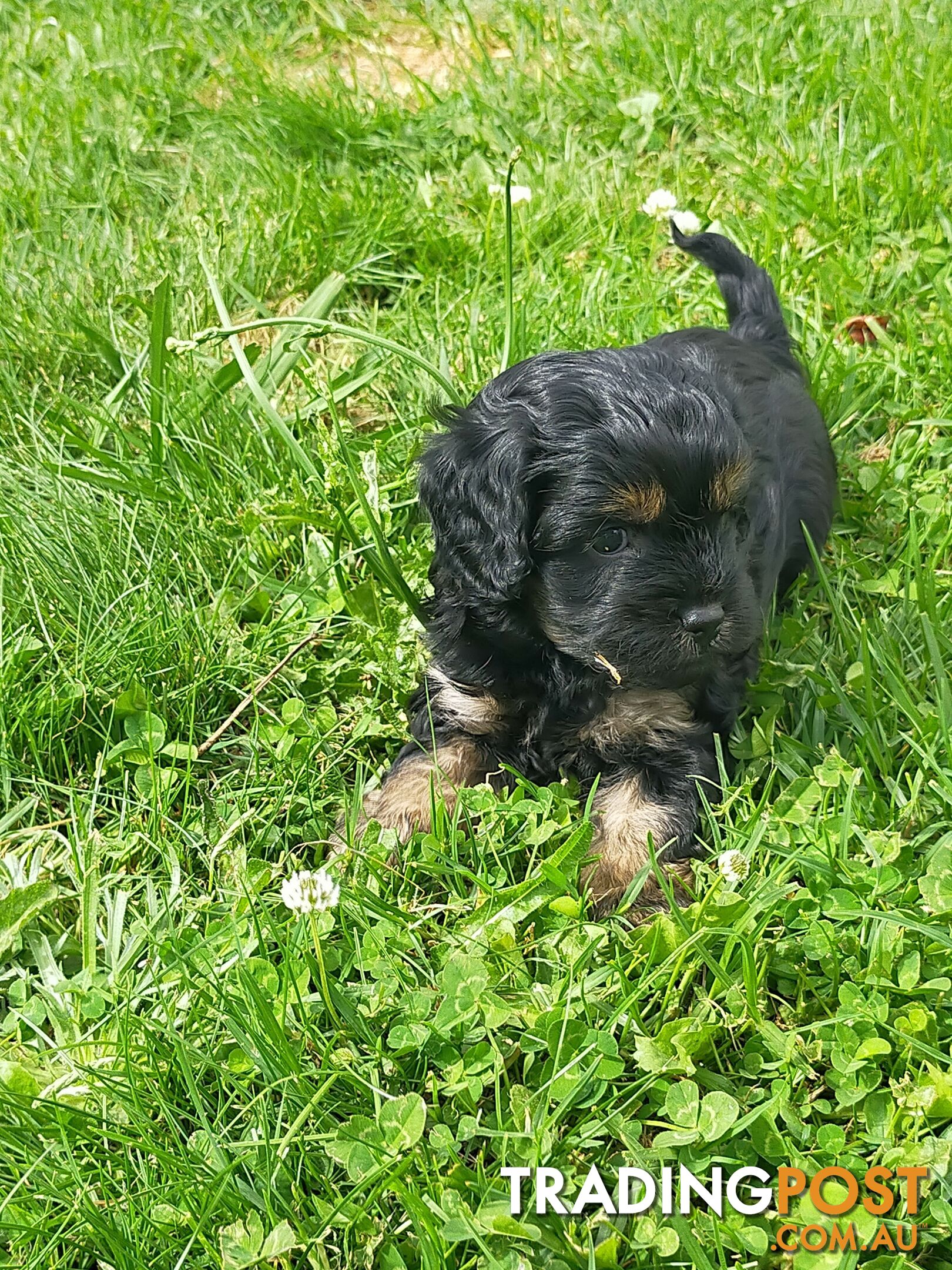 Gorgeous Cavoodle Puppies