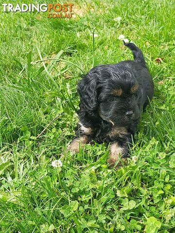 Gorgeous Cavoodle Puppies