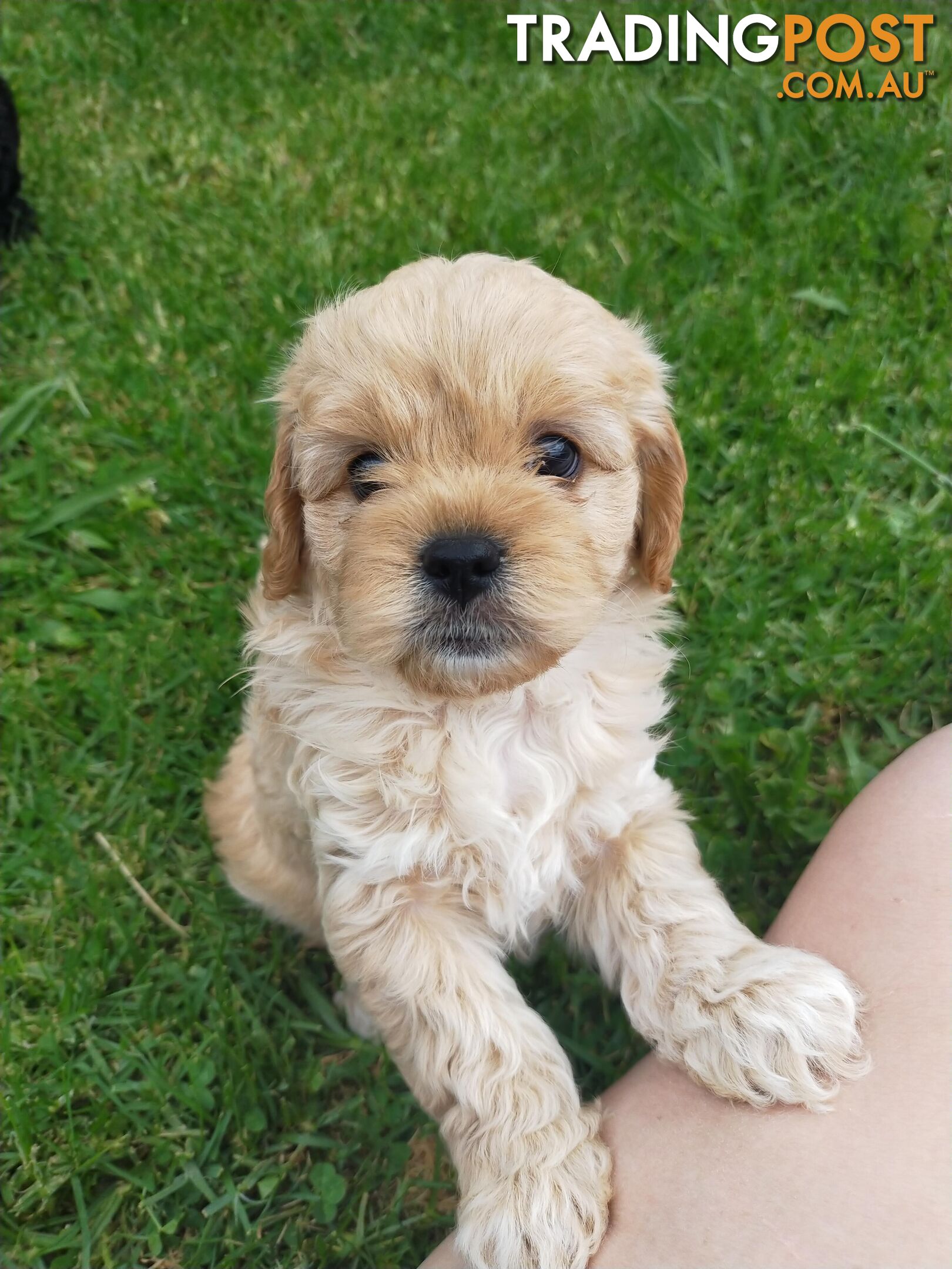 Gorgeous Cavoodle Puppies