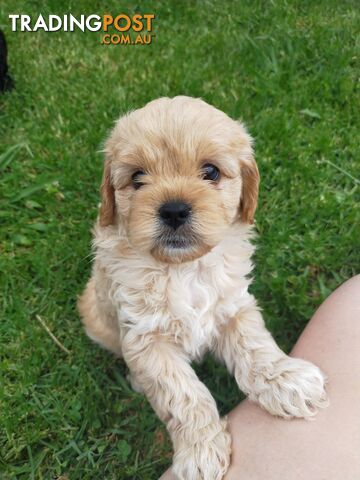 Gorgeous Cavoodle Puppies