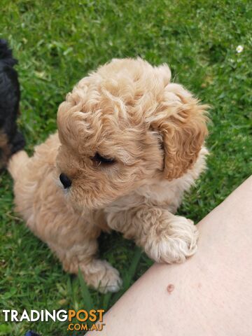 Gorgeous Cavoodle Puppies