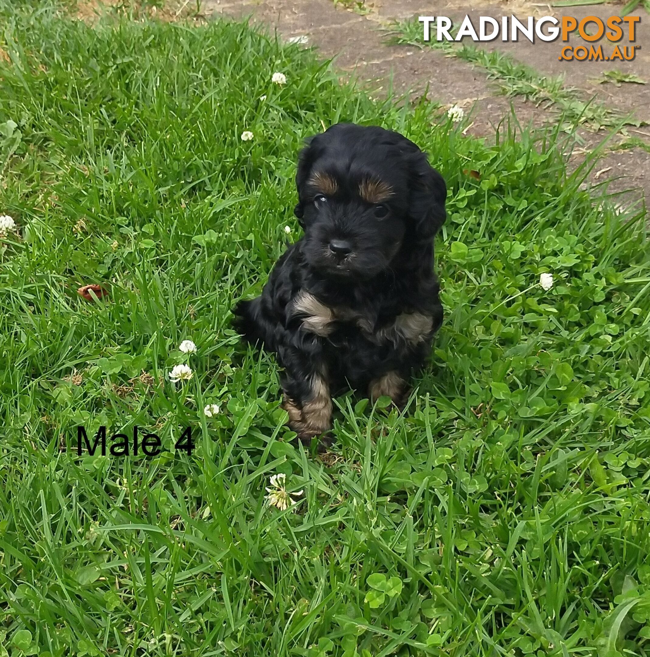 Gorgeous Cavoodle Puppies