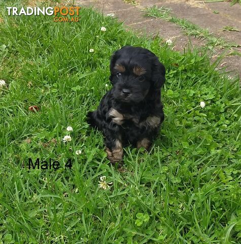 Gorgeous Cavoodle Puppies