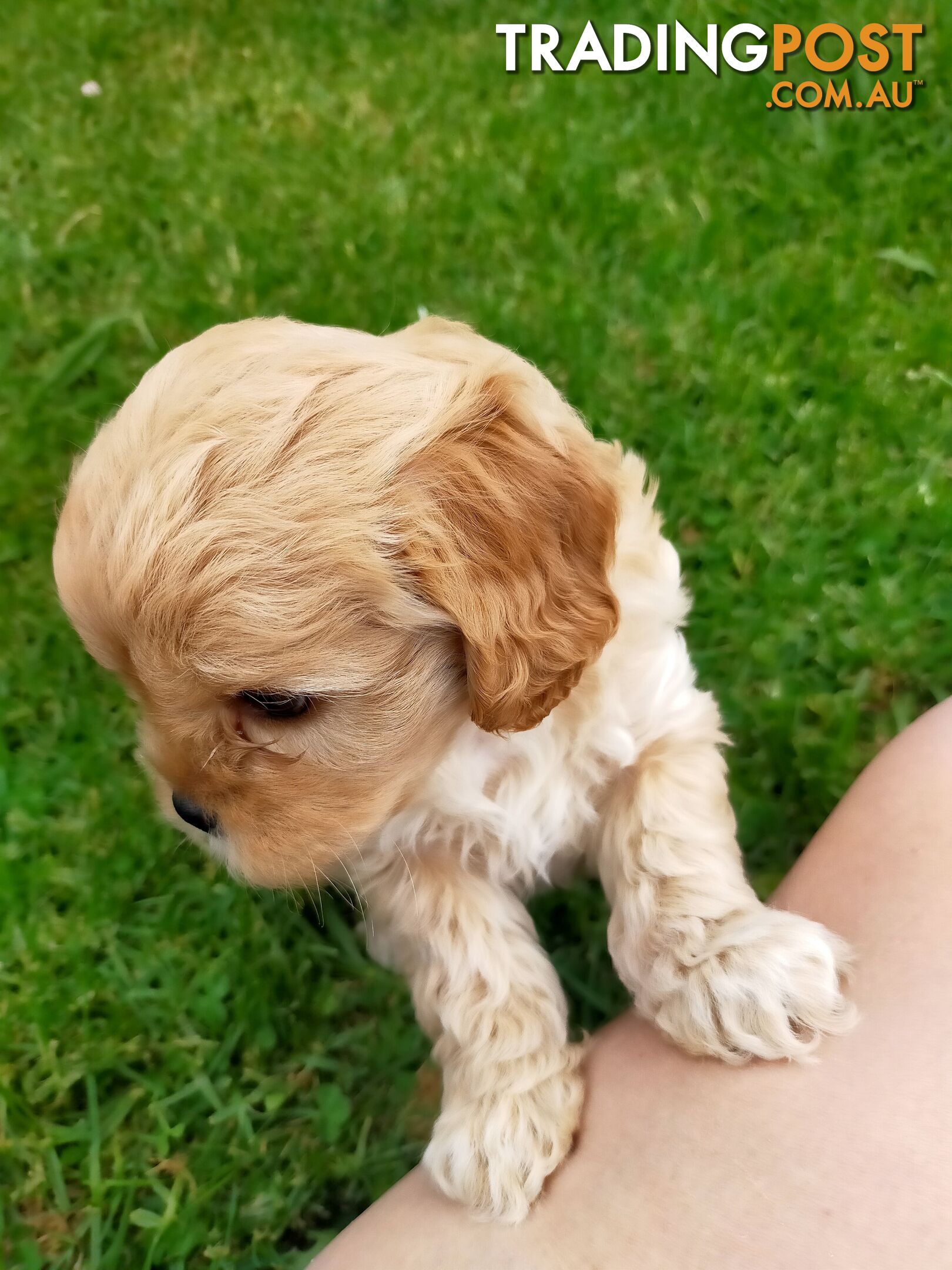 Gorgeous Cavoodle Puppies