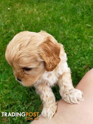 Gorgeous Cavoodle Puppies