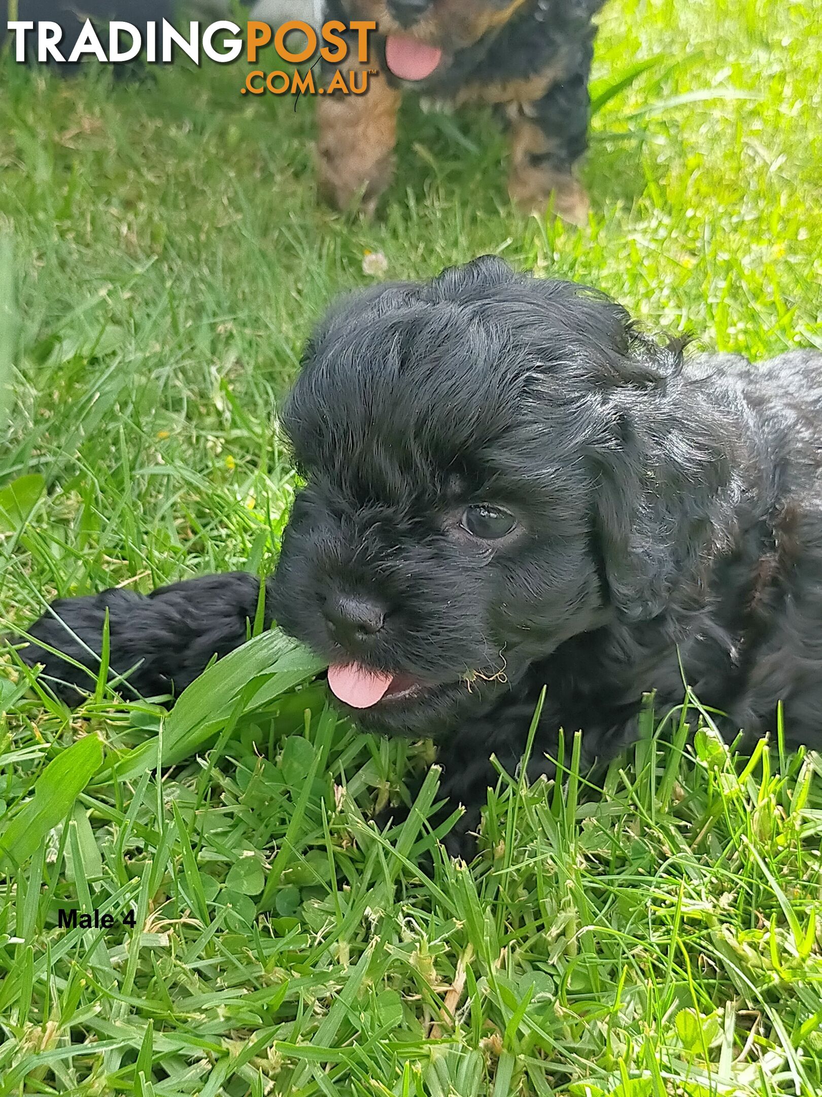 Gorgeous Cavoodle Puppies