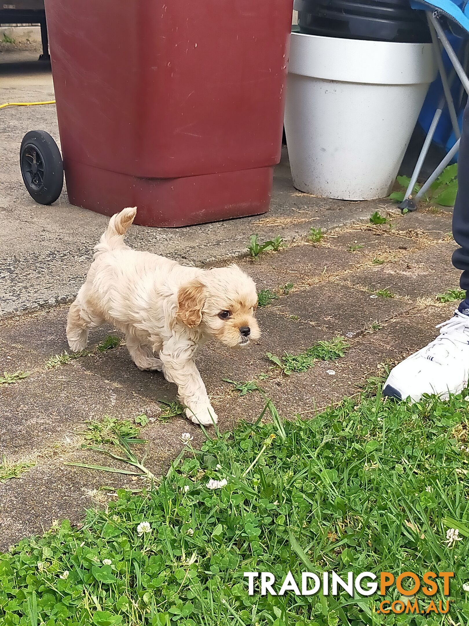 Gorgeous Cavoodle Puppies