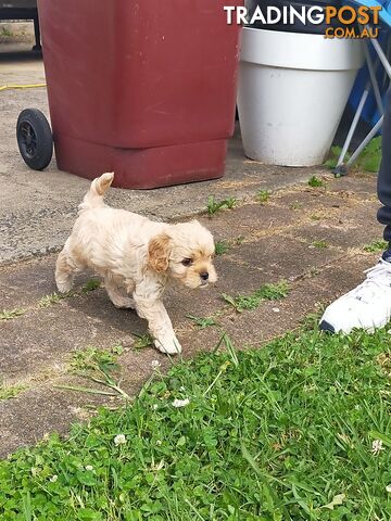 Gorgeous Cavoodle Puppies