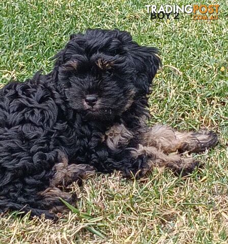 Gorgeous Cavoodle Puppies