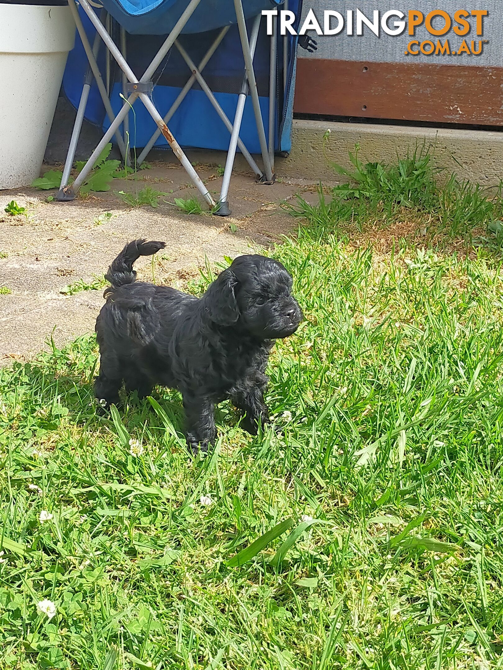 Gorgeous Cavoodle Puppies