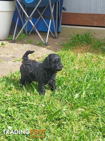 Gorgeous Cavoodle Puppies