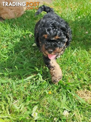 Gorgeous Cavoodle Puppies