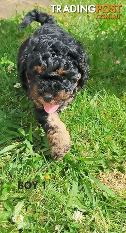 Gorgeous Cavoodle Puppies