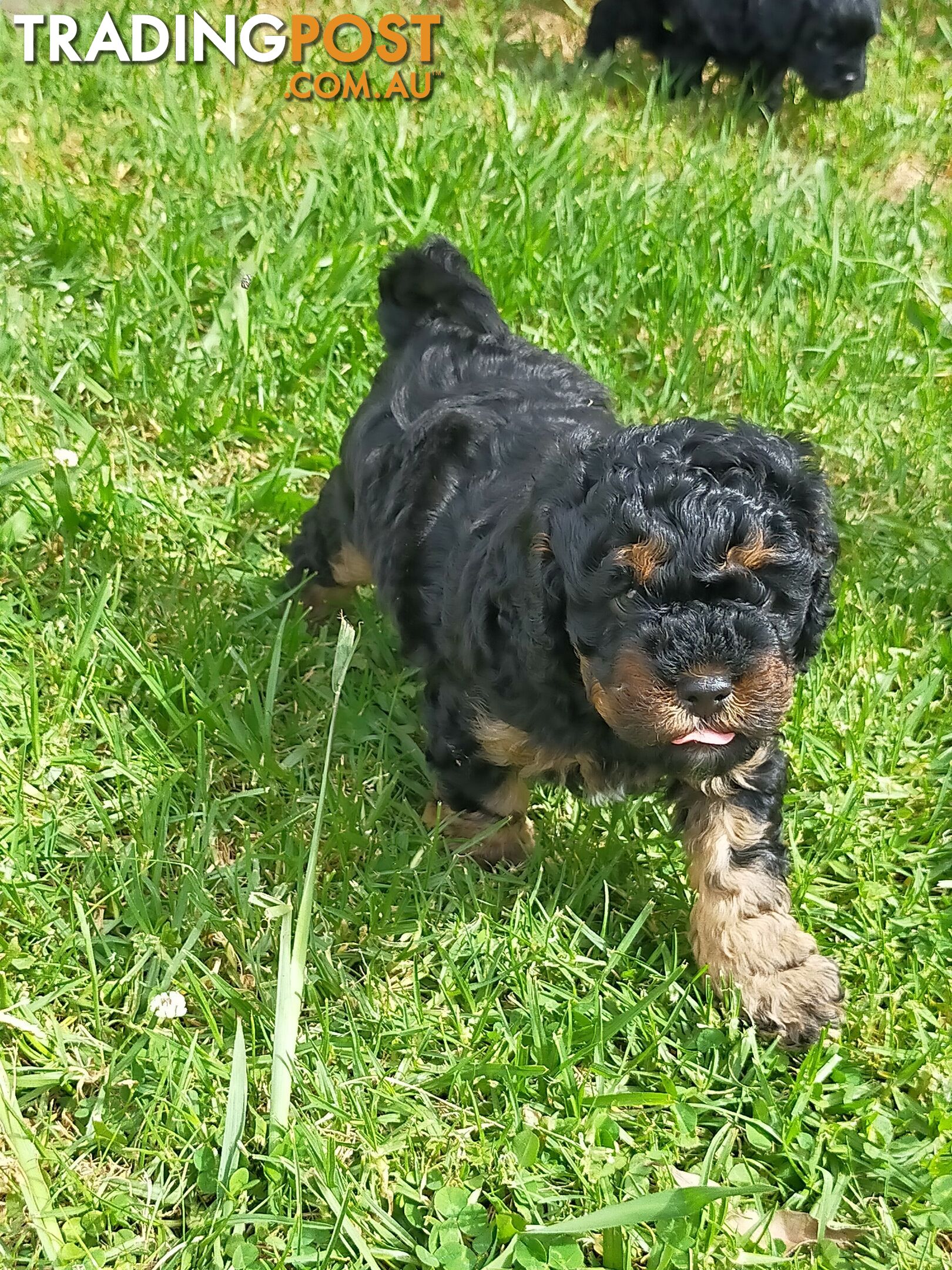 Gorgeous Cavoodle Puppies