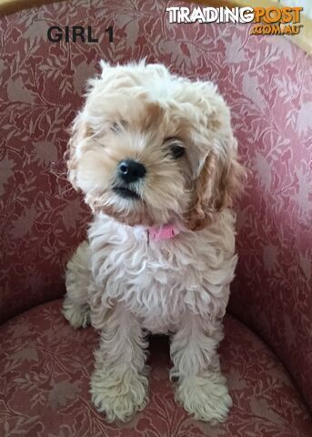 5 gorgeous, happy, healthy, F1b Cavoodle puppies looking for their forever home - ONLY 4 LEFT