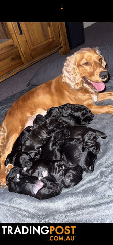 8x beautiful cocker spaniel x toy poodle puppies