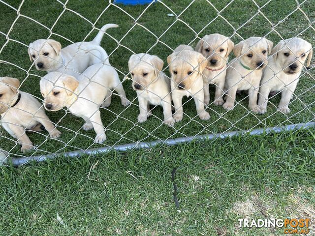 Purebred Golden Labrador Puppies