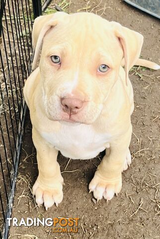 American red nose, Staffy puppies puppies Sale