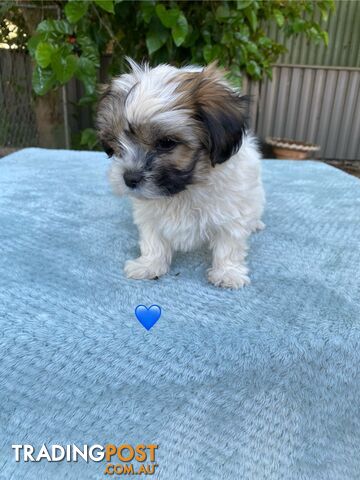 Maltese x Shih Tzu