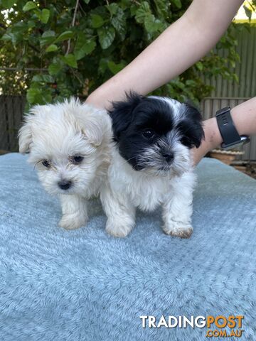 Maltese x Shih Tzu