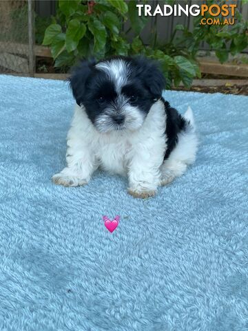 Maltese x Shih Tzu