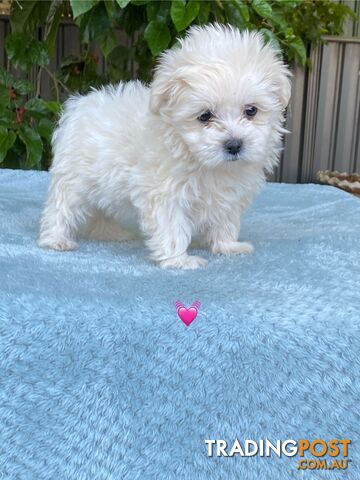 Maltese x Shih Tzu