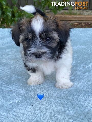 Maltese x Shih Tzu