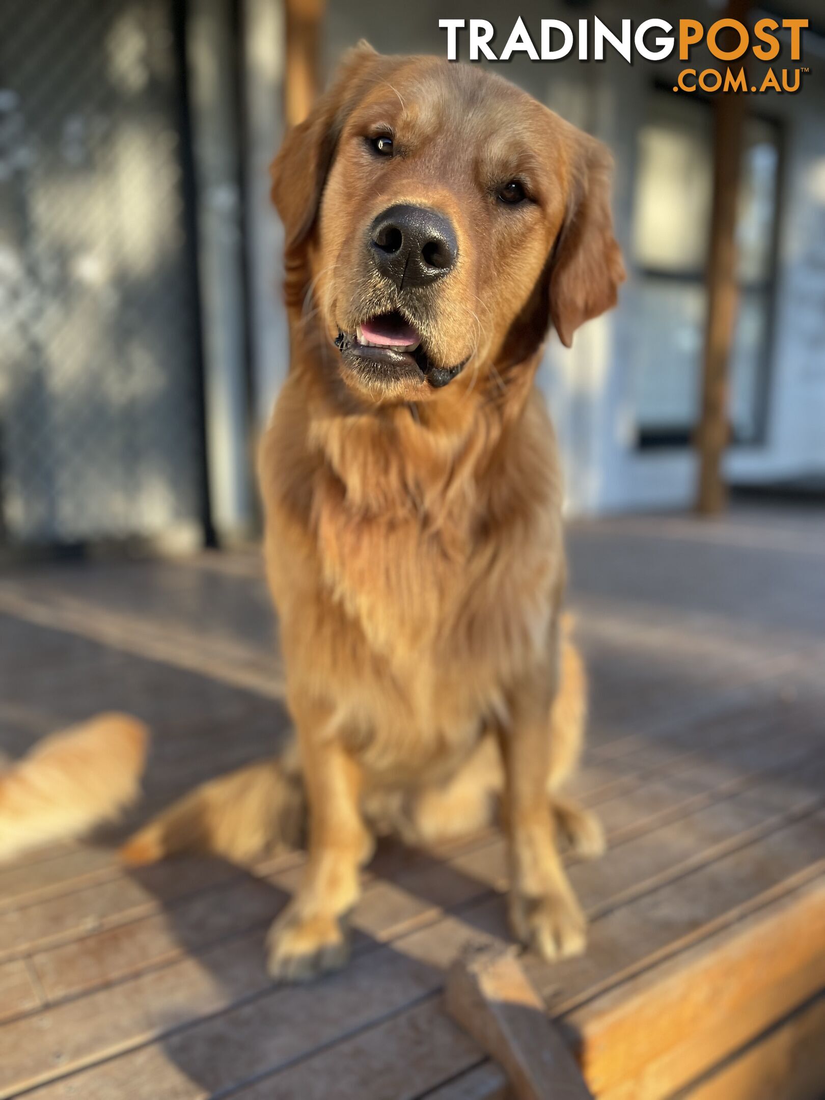 “Mazel’s Manuka” Purebred Golden Retriever Stud