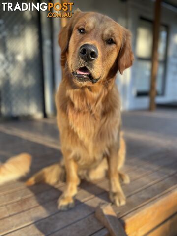 “Mazel’s Manuka” Purebred Golden Retriever Stud