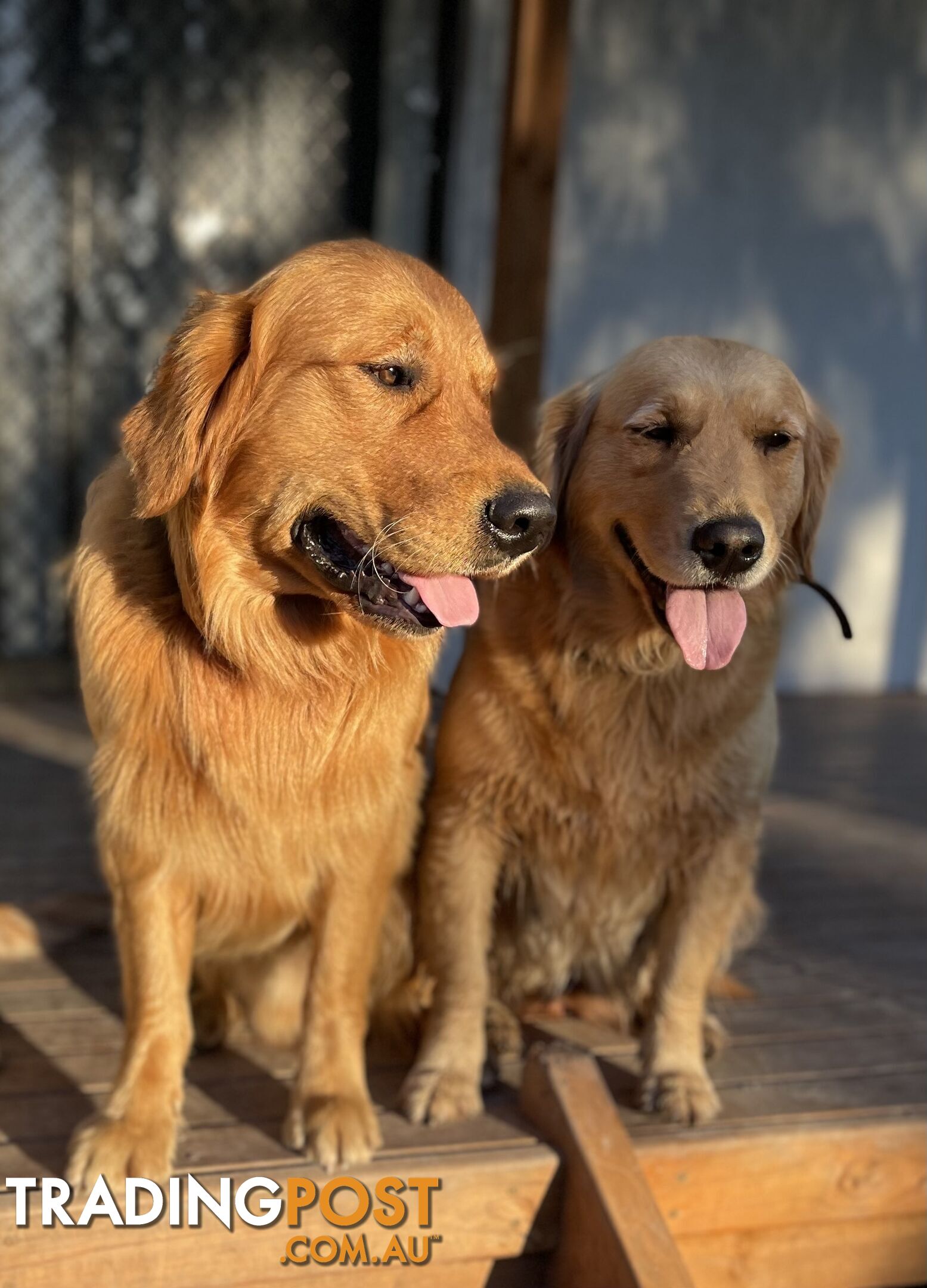 “Mazel’s Manuka” Purebred Golden Retriever Stud