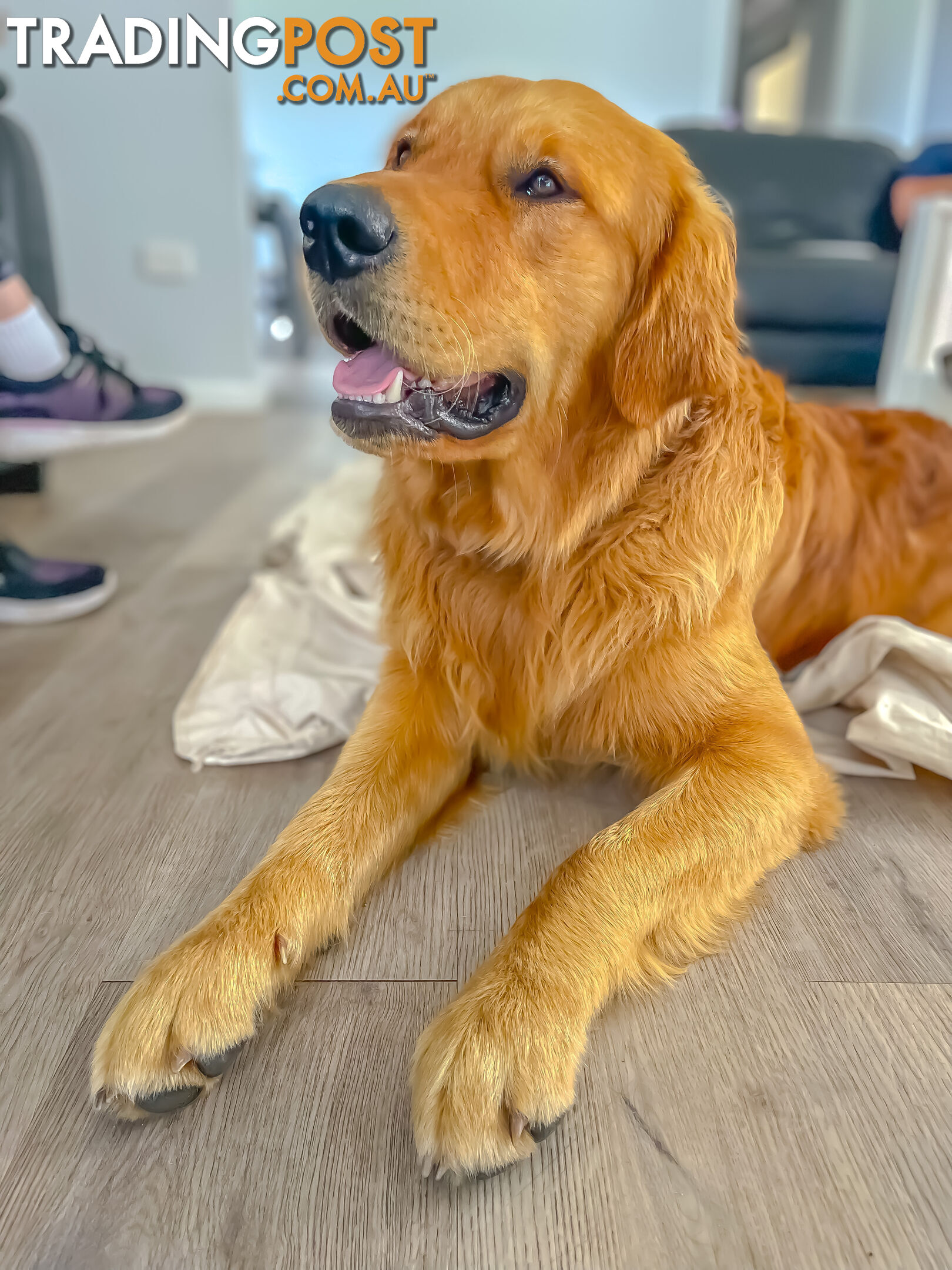 “Mazel’s Manuka” Purebred Golden Retriever Stud