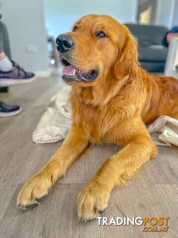 “Mazel’s Manuka” Purebred Golden Retriever Stud