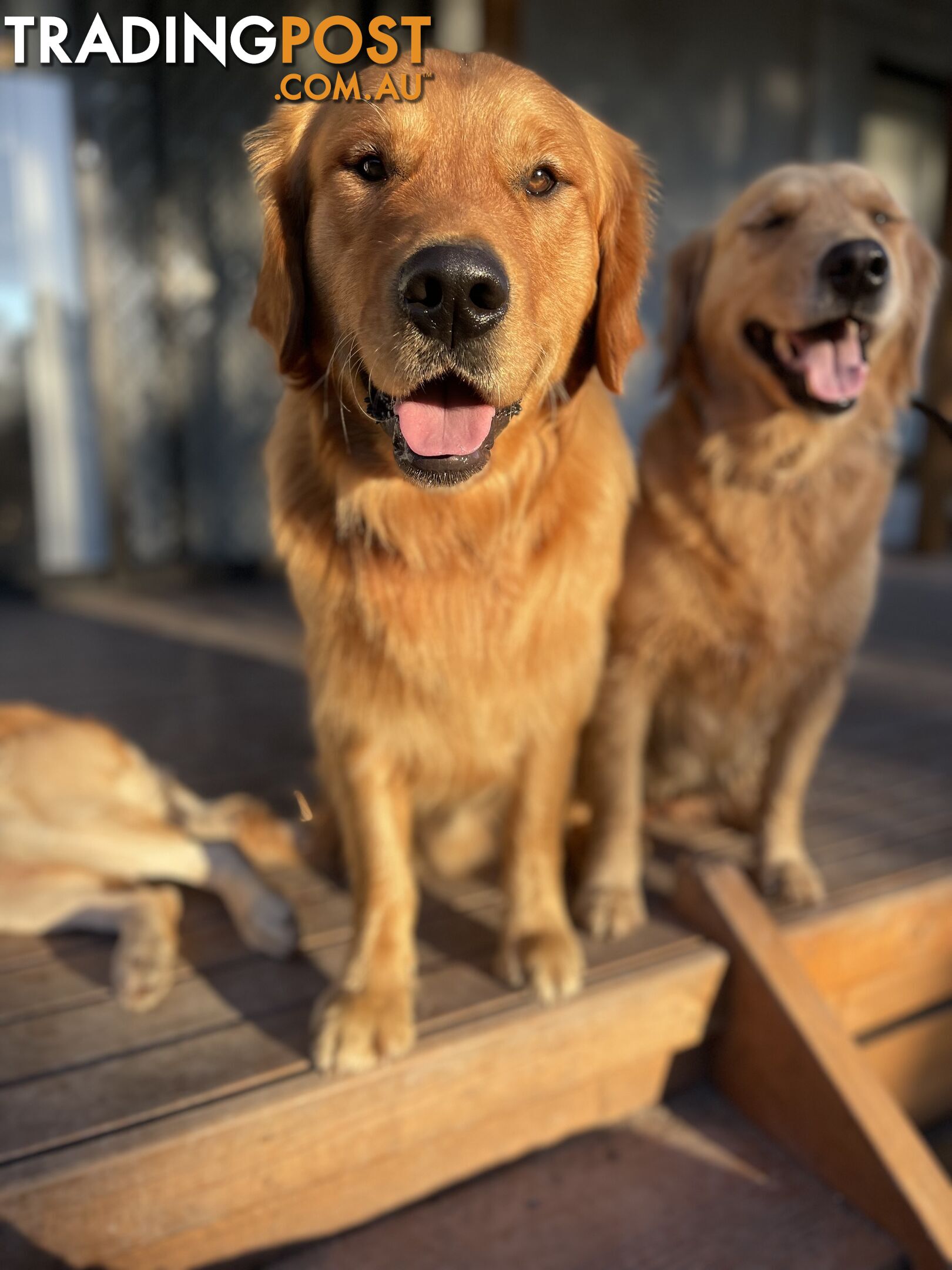 “Mazel’s Manuka” Purebred Golden Retriever Stud