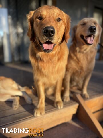 “Mazel’s Manuka” Purebred Golden Retriever Stud