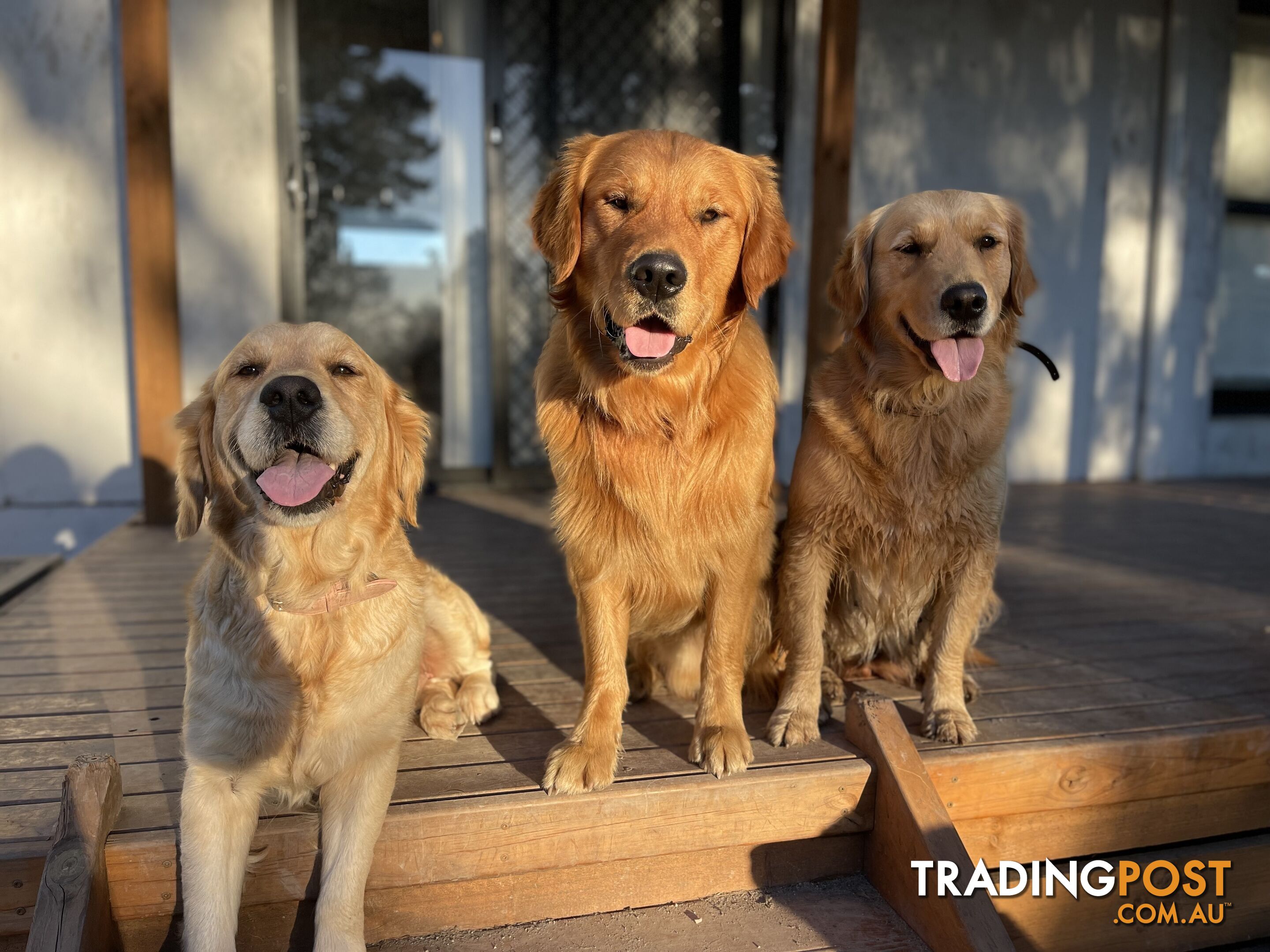 “Mazel’s Manuka” Purebred Golden Retriever Stud