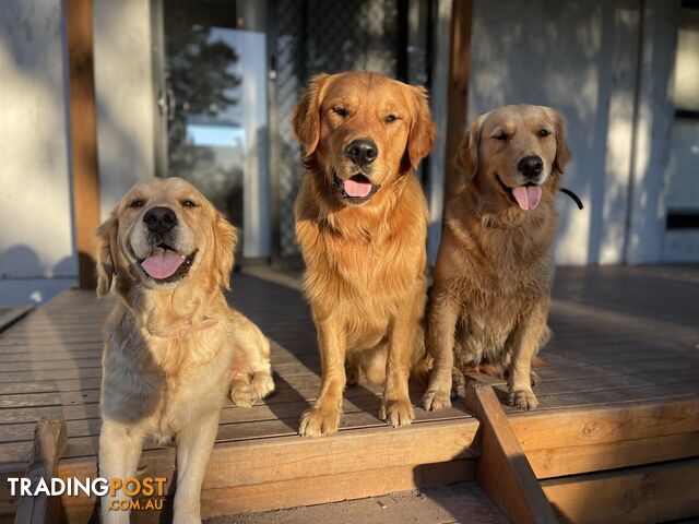 “Mazel’s Manuka” Purebred Golden Retriever Stud